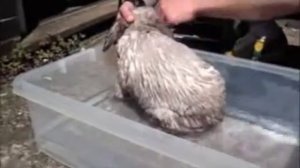 rabbit.... shedding and having a bath,