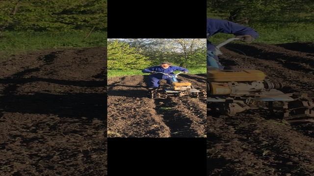 Дисковый окучник в работе.