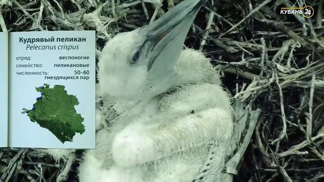 «Красная книга Кубани». Кудрявый пеликан
