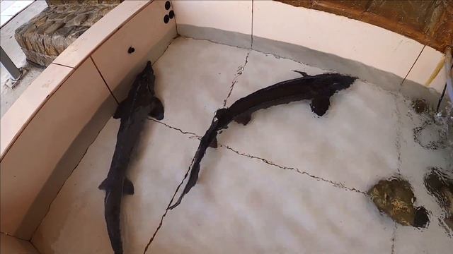 ?Лазаревское 2020 Рынок, Цены\ Живая рыба\ Река Псезуапсе после дождя \Сочи 2020 смотреть онлайн