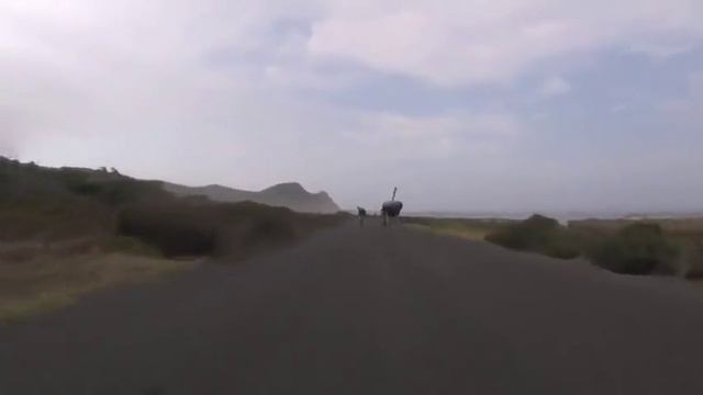 К велогонке присоединился [Юмор]
