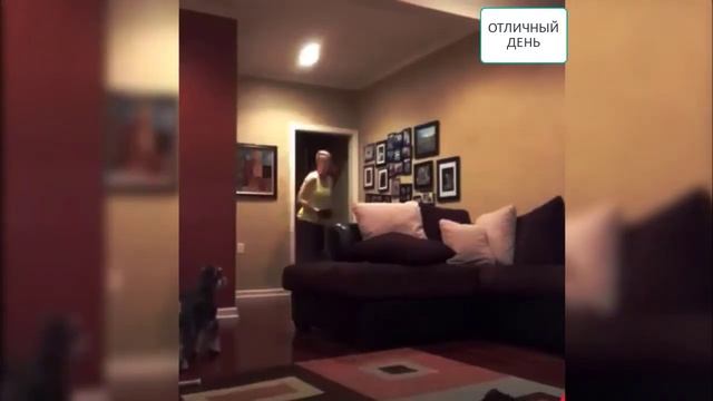 Вот почему я до сих пор толстый Собаки, мешающие заниматься спортом в домашних условиях Было тако смотреть онлайн