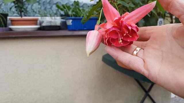 Fuksja nr 126 ,,Corsage" Fuchsia / Ułanka смотреть онлайн