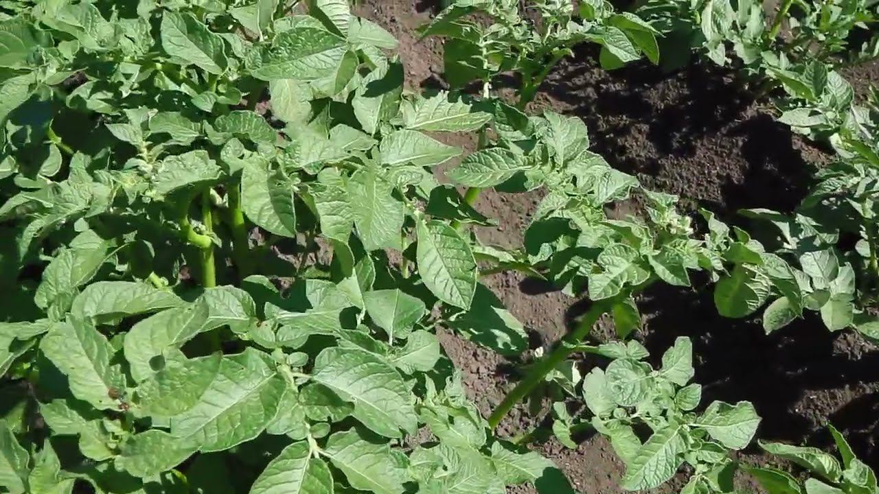 ЛЕГКО !!! КАК ИЗБАВИТЬСЯ ОТ КОЛОРАДСКОГО ЖУКА БЕЗ ХИМИИ смотреть онлайн