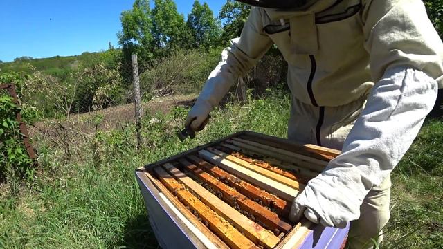 Робота з сім'ями перед акацією. 18 05 2022 смотреть онлайн
