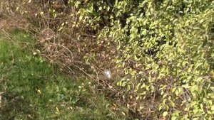 Проект "Аренда водоёма" 1(ДР)