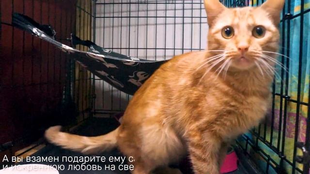 КЛЕМЕНТИН смотреть онлайн