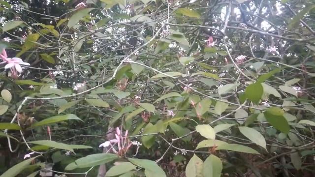 Shrub vinca (Kopsia fruticosa) смотреть онлайн