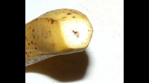 Трипофобия