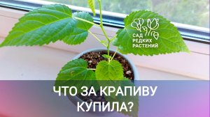 Настоящая шелковица\тутовник дома? Это как? Плодовое комнатное растение, распаковка  Morus nigra