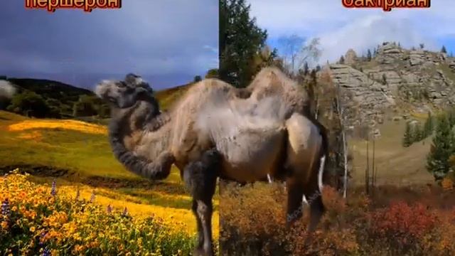 сравнение лошади и верблюда смотреть онлайн