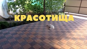 Мойка тротуарной плитки от белого налёта.