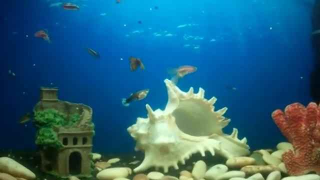 Аквариум "О подводном мире и новорожденных улитках" смотреть онлайн