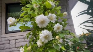 DUCHESS OF EDINBURGH Clematis 2022