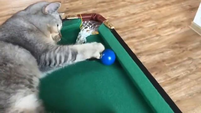 Толстый котёнок смотреть онлайн