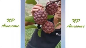 Китайцы выбирают и едят свежие фрукты в саду(странно приятный фруктовый ниндзя)#39