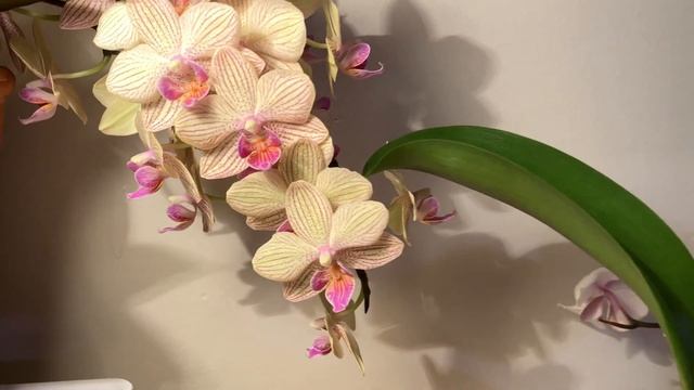 Обзор новых орхидей/Review of my new orchids