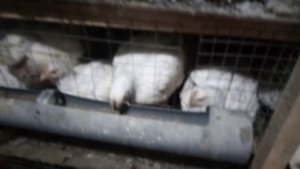Зоб у бройлера сильно увеличился... есть решение!