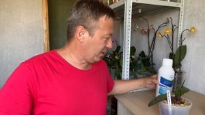 ЗАЩИТА ОРХИДЕЙ на ВЕСЬ СЕЗОН от КЛЕЩЕЙ и СОКОСОСУЩИХ насекомых ЛЕНИВЫМ средством ОБЕРОН рапид