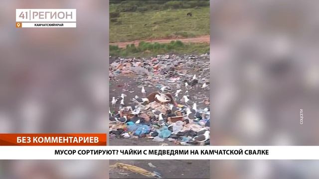 •БЕЗ КОММЕНТАРИЕВ: МУСОР СОРТИРУЮТ? ЧАЙКИ С МЕДВЕДЯМИ НА КАМЧАТСКОЙ СВАЛКЕ•