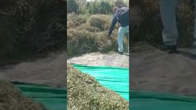 Tons of Sugar-free Stevia dry leaves смотреть онлайн