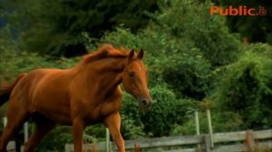 Panasonic Lumix DMC-FZ150 - dSLR