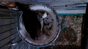 Разведение Японских Амадин .