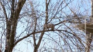 Спасение рядового КОТАйена