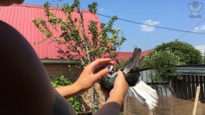 Мраморные Николаевские голуби. Просмотр молодых 2021