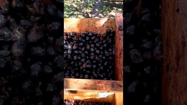 Дробилка, давилка для винограда смотреть онлайн