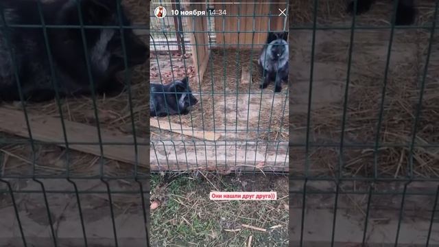 Лисы из Новолисья. Архив сториз 9-11.11.22 смотреть онлайн