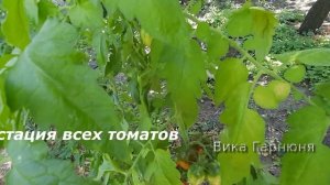 Томат Груша красная ,  просто  супер