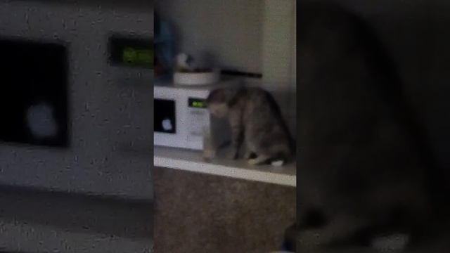 Кошка любит молоко смотреть онлайн