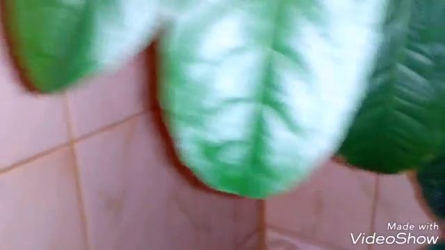 Цитрусу 1 год 3 месяца. Ржавые пятна на листьях. смотреть онлайн