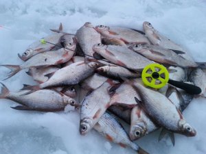 БЕЗМОТЫЛКА КОШАЧИЙ ГЛАЗ. ПЛОТВА, ГУСТЕРА, ОКУНЬ ЖРУТ ЭТУ МОРМЫШКУ