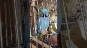 Говорящий Ожереловый попугай