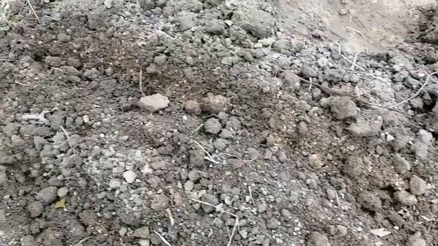 Сажаю на огороде грядки! Хороший способ посадки моркови. Рассада перца. смотреть онлайн