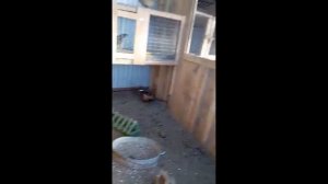 фазаны в хозяйстве
