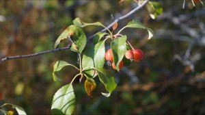 Природа Забайкальского края