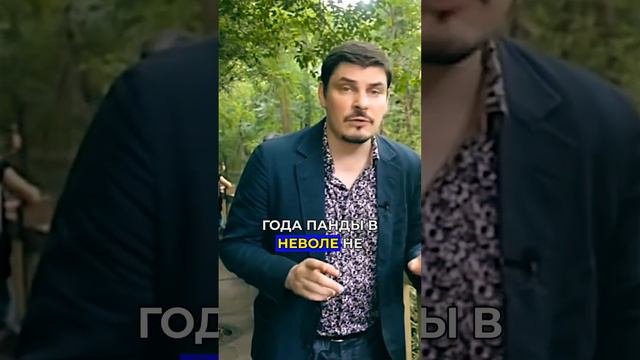 Панда - как узнать сколько ей лет? #Колесов #Китай #Путешествия #Панды