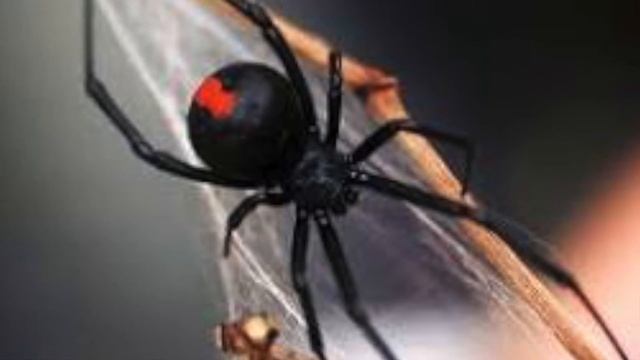 каракурт или черная вдова, что это такое смотреть онлайн