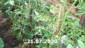 Неудавшийся томат Диаболик летом 2020