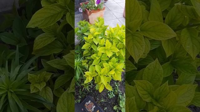 хлороз гортензии, как проходит лечение смотреть онлайн