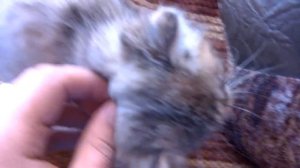 Котёнок кусается!!!