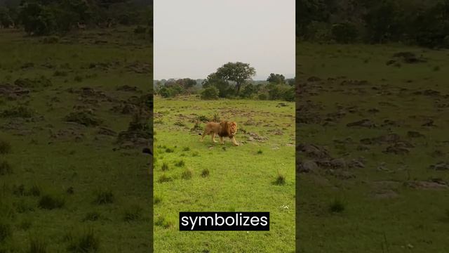 "Roar of the Savanna: Unveiling the Majesty of Lions"