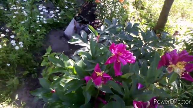 #розы #дача
Начинают радовать королевы сада-Розы. +34. ???. Июнь 2021. смотреть онлайн