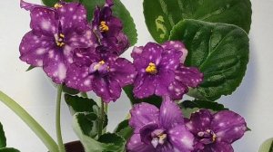 АЕ-Cosmic Girl.AE Cosmic Ice.АЕ-Мышинный Горошек.АЕ Полёт Доктора Фостера.АЕ-Слава России.