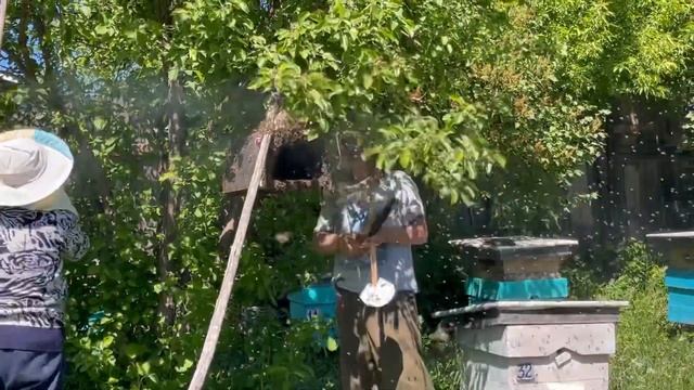 Роение пчёл. Что такое рой и кому выгодно когда пчёлы роятся