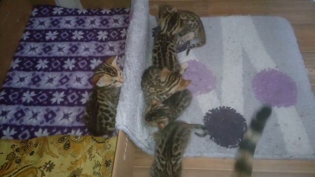 первые шаги, Золото бенгалов, питомник бенгальских кошек Екатеринбург, бенгальские кошки