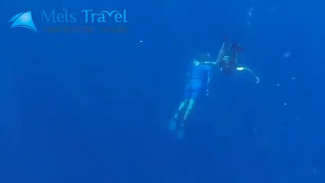 Киты и Дельфины смотреть онлайн